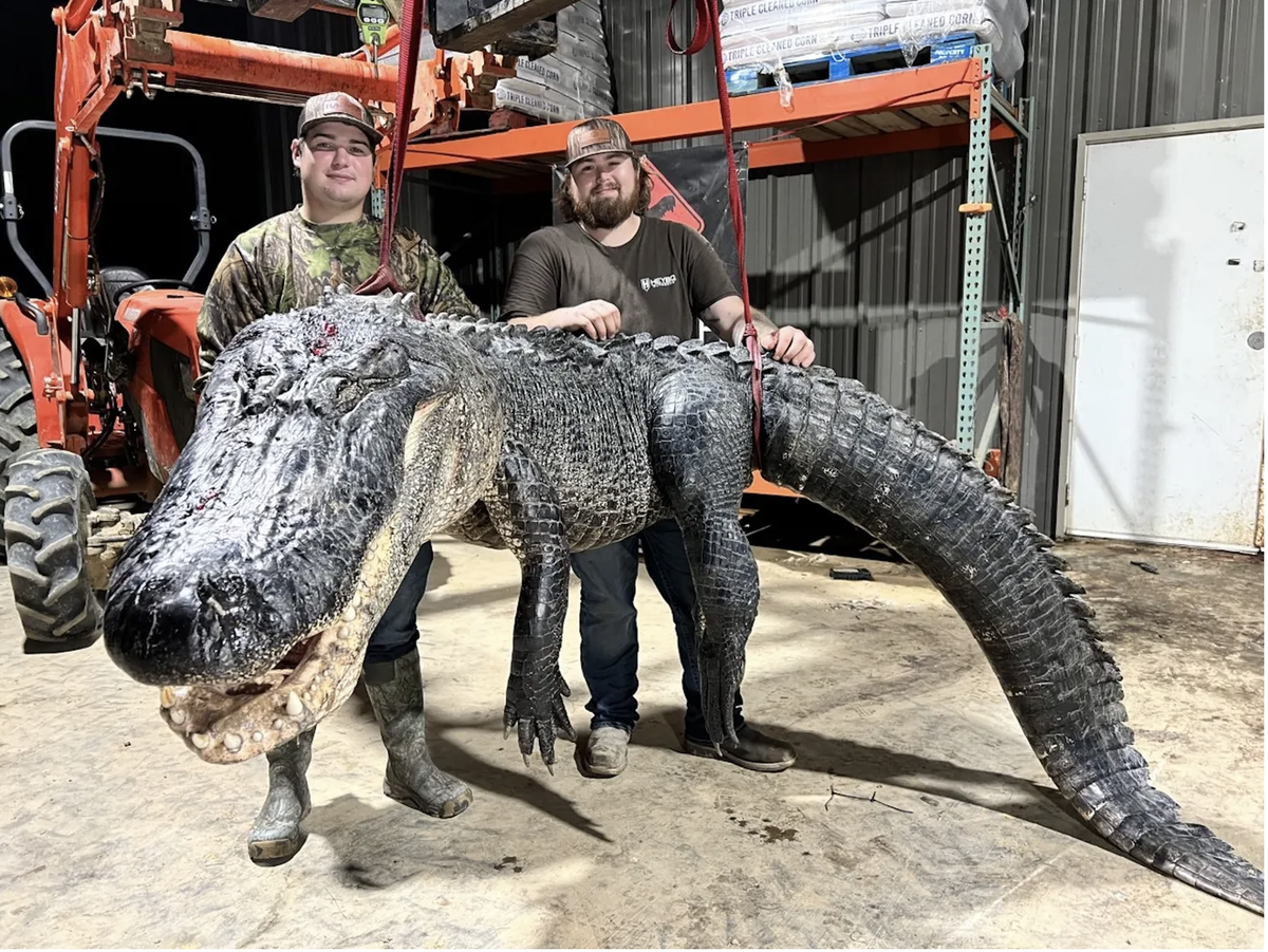 Tyler Emfinger of Betonia and Trey Davis of Flora used pliers to gatch a 13-foot alligator in a Mississippi lake.