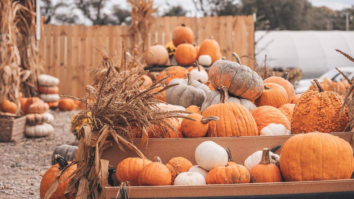 A picture of pumpkins from a pumpkin patch.
