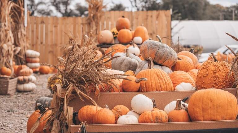 5 of the best places to find pumpkins around Hilton Head this fall