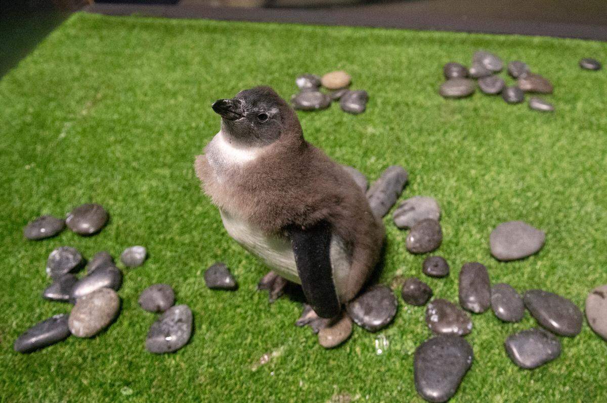 Baby African penguins on display at the Mississippi Aquarium on Saturday, March 22, 2025. The penguins, which were bred and raised by the aquarium are now on display for the first time since they were hatched.