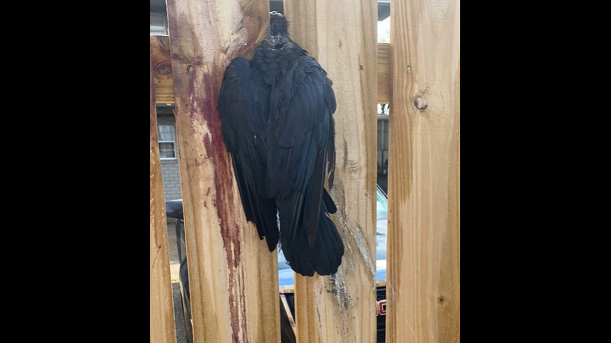 A Louisiana resident rescued a crow after it got its head stuck in a fence last week. (SCREENGRAB FROM P.J. HAHN FACEBOOK VIDEO)