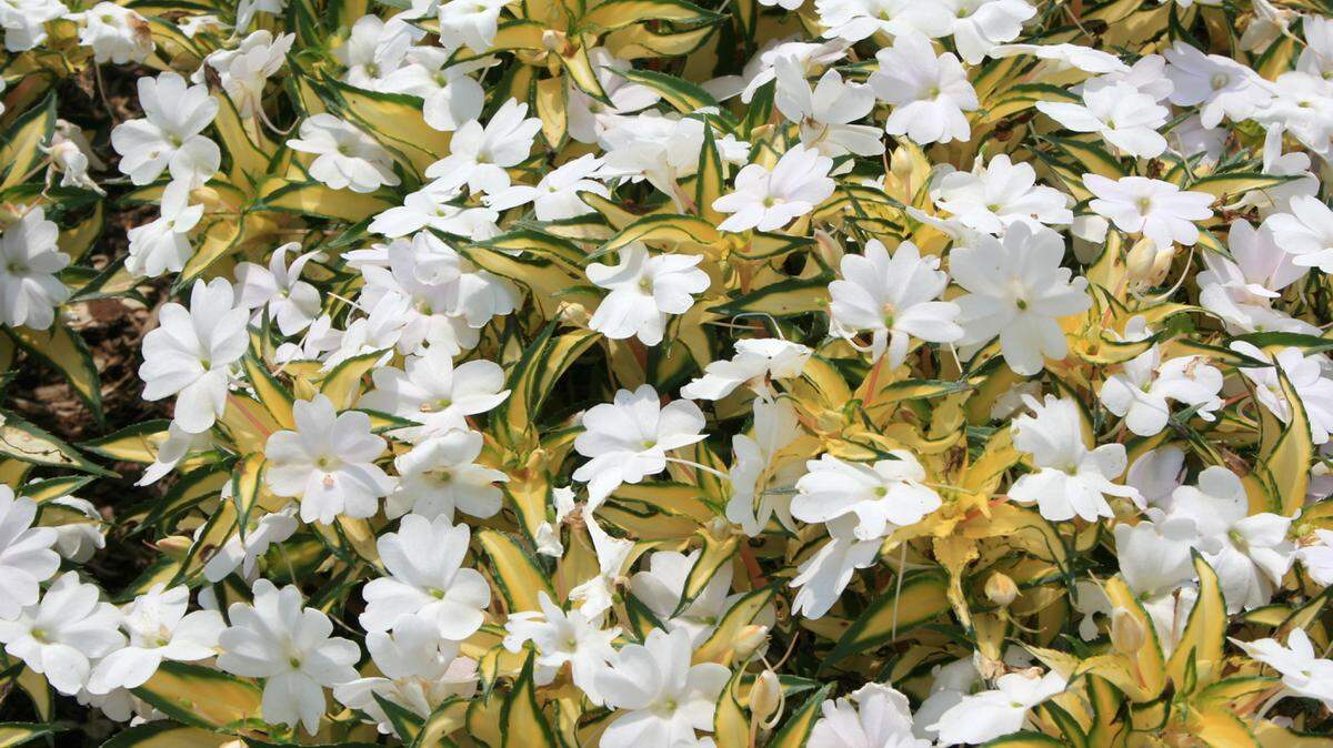 GARY BACHMAN/MISSISSIPPI STATE UNIVERSITY EXTENSIONThe spreading variety of SunPatiens is perfect for hanging baskets or big containers.