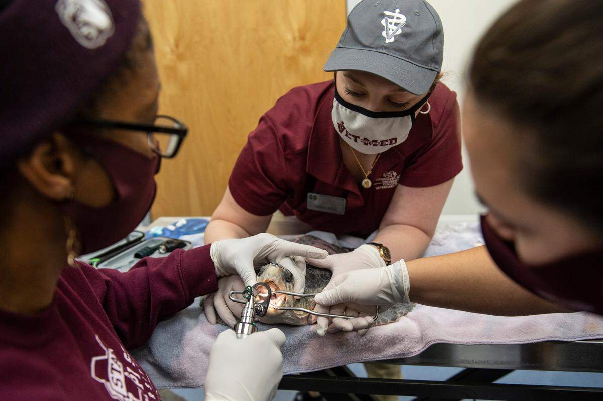 Dr. Debra Moore, left, and Caitlyn Burke, center, of Mississippi State look inside the mouth of one of the sea turtles at the Institute for Marine Mammal Studies in Gulfport on Monday, Dec. 20, 2021.