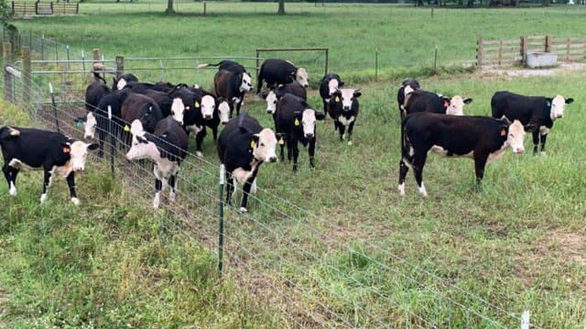 11 heifers are missing from Stone County. Have seen them?
