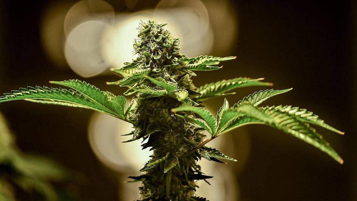 Thursday, Kentucky Gov. Andy Beshear announed the latest updates in the state’s efforts to launch a medical cannabis program, set to kick off Jan. 1, 2025.