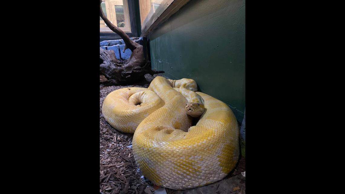 A Burmese python named Cara escaped her exhibit at an aquarium in a Louisiana mall on Tuesday.