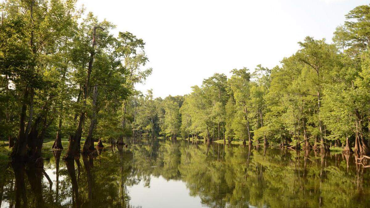 LAND TRUST FOR THE MISSISSIPPI COASTAL PLAIN 
 Twenty two miles of the Pascagoula River in George County is a national blueway.