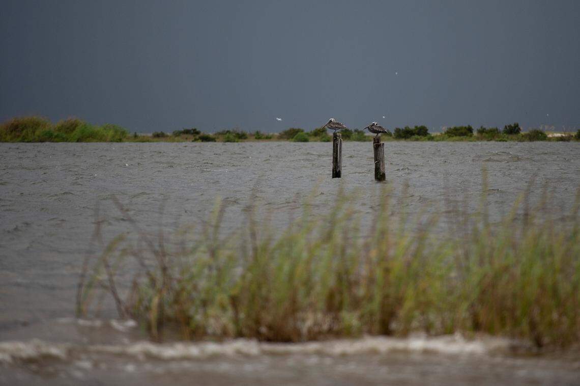 Birds wait out the storm as water rises along Highway 90 in Biloxi on Sunday.