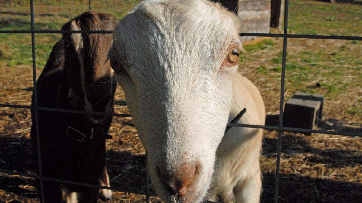 REGINA MISKOWSKY/AS I SEE IT PHOTOGRAPHYHow could you ignore a face like this when he is injured? But Ralphie, a LaMancha goat, definitely does not like injections.