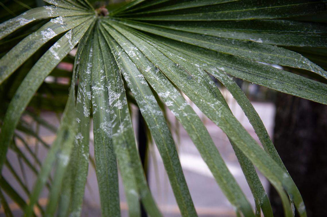 Ice accumulates on a palm tree in Ocean Springs on Tuesday, Jan. 16, 2024..