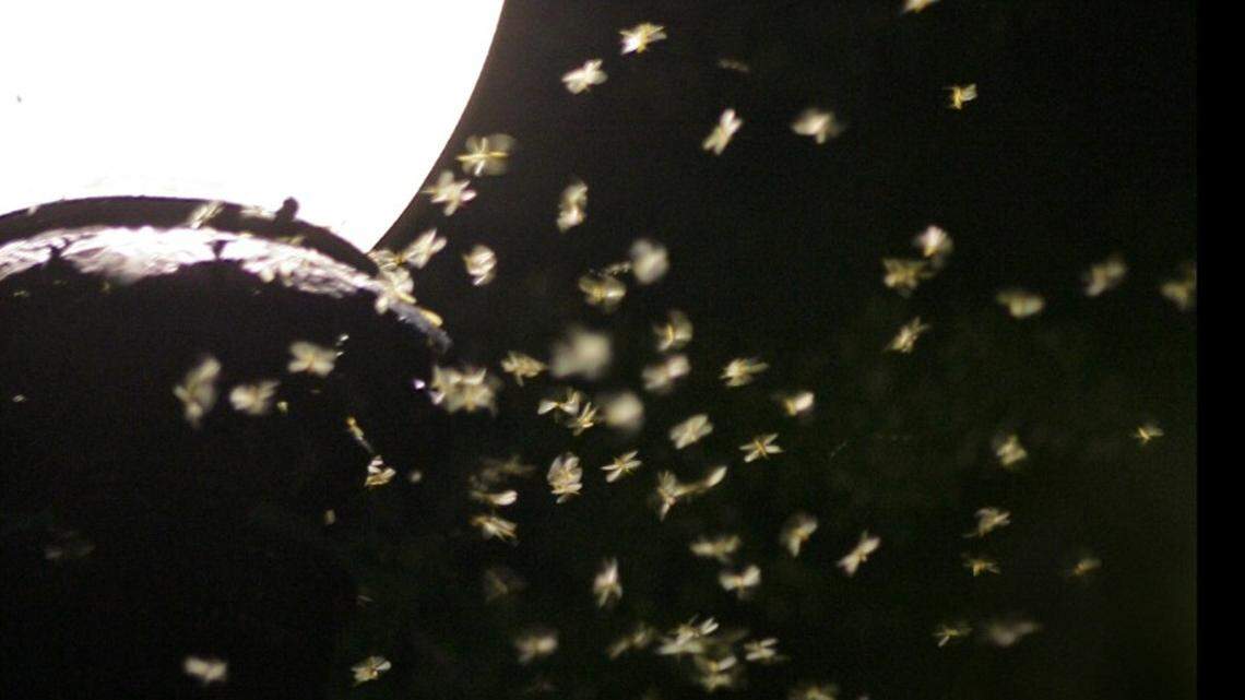 This spring pest could be a warning sign of a greater problem. What to look out for in MS