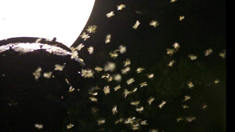 Termite swarms are seemingly everywhere in South MS. Here’s what to know