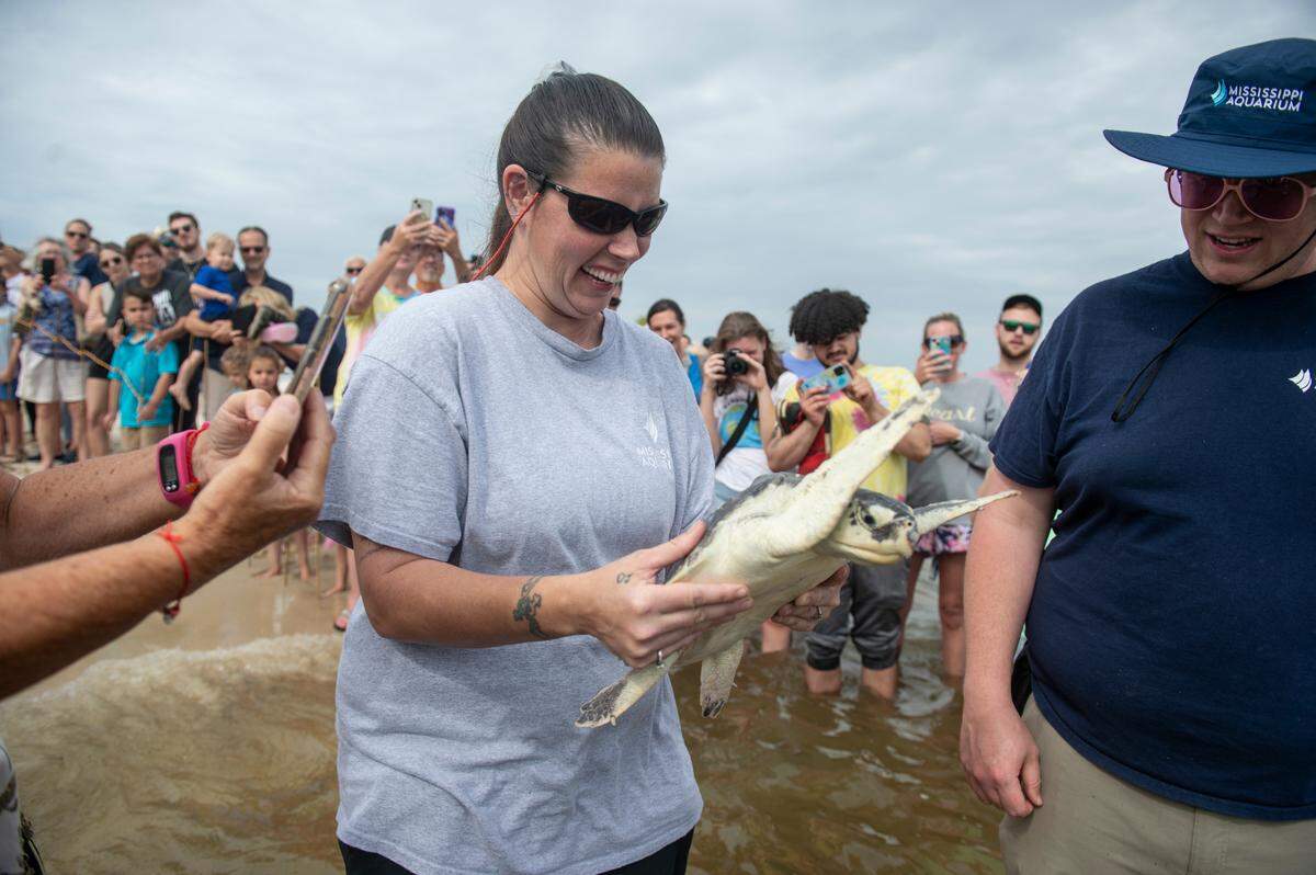 A Mississippi Aquarium worker carries a Kemp’s Ridley sea turtle into the water as it is released into Mississippi Sound in Biloxi on Thursday, April 18, 2024. The sea turtles are rehabilitated by the Mississippi Aquarium after suffering from cold stunning and then released.
