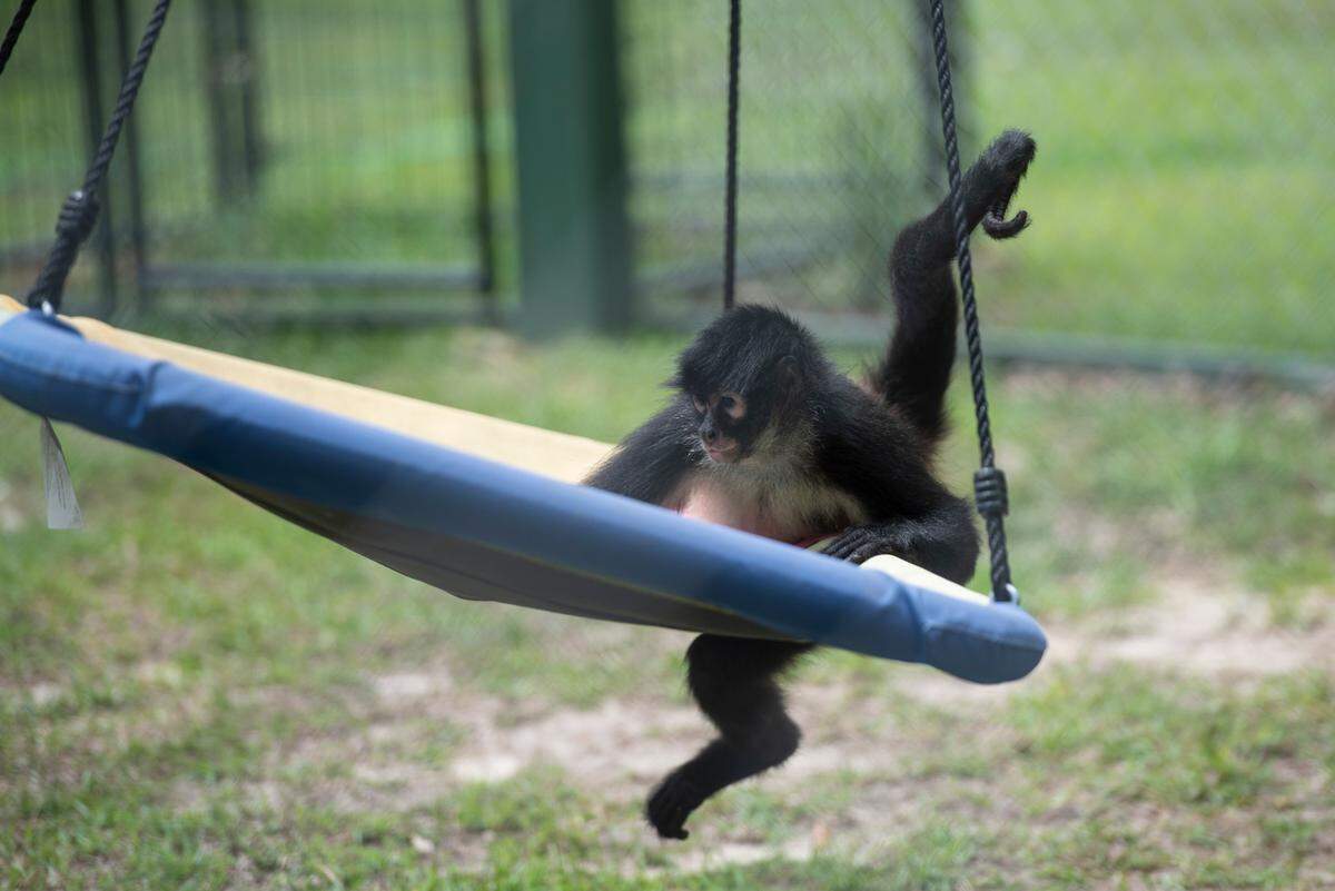 The spider monkey enclosure at Gulf Coast Primate Sanctuary in Perkinston features swings, slides, logs and edible plants.