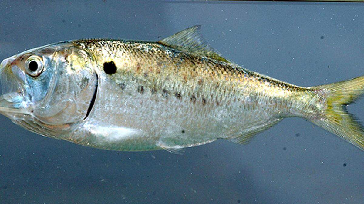 McCLATCHY SOUTHEASTMenhanden are found throughout the Gulf of Mexico.