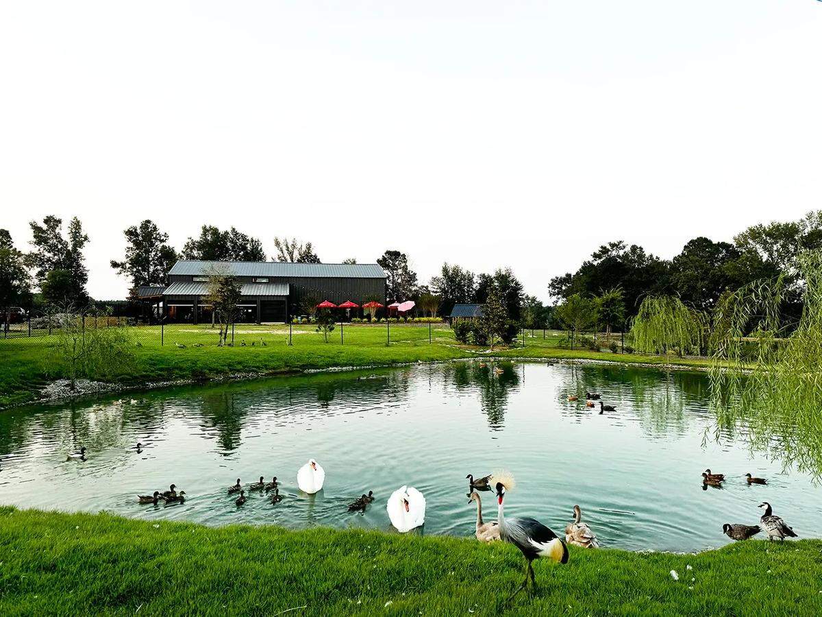 Peacocks, swans, geese and other fowl can be seen from the restaurant at Little Creek Landing Safari Park in Hattiesburg.