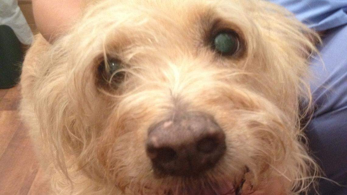 Tests can determine animal's red blood cell percentage