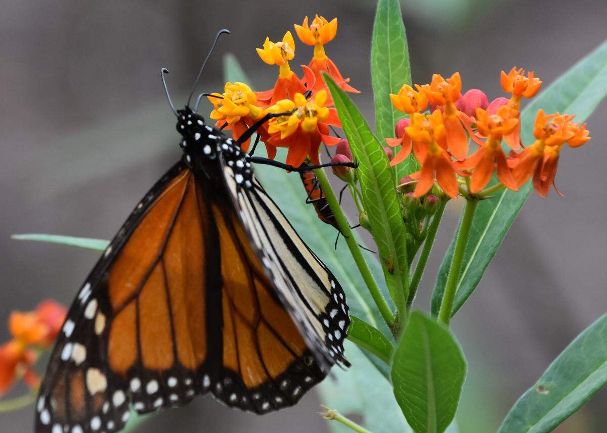 A Monarch butterfly hangs onto a cluster of small, orange milkweed blossoms. A popular gardening activity is planting selections that attract butterflies, such as this Monarch feasting on tropical milkweed. 