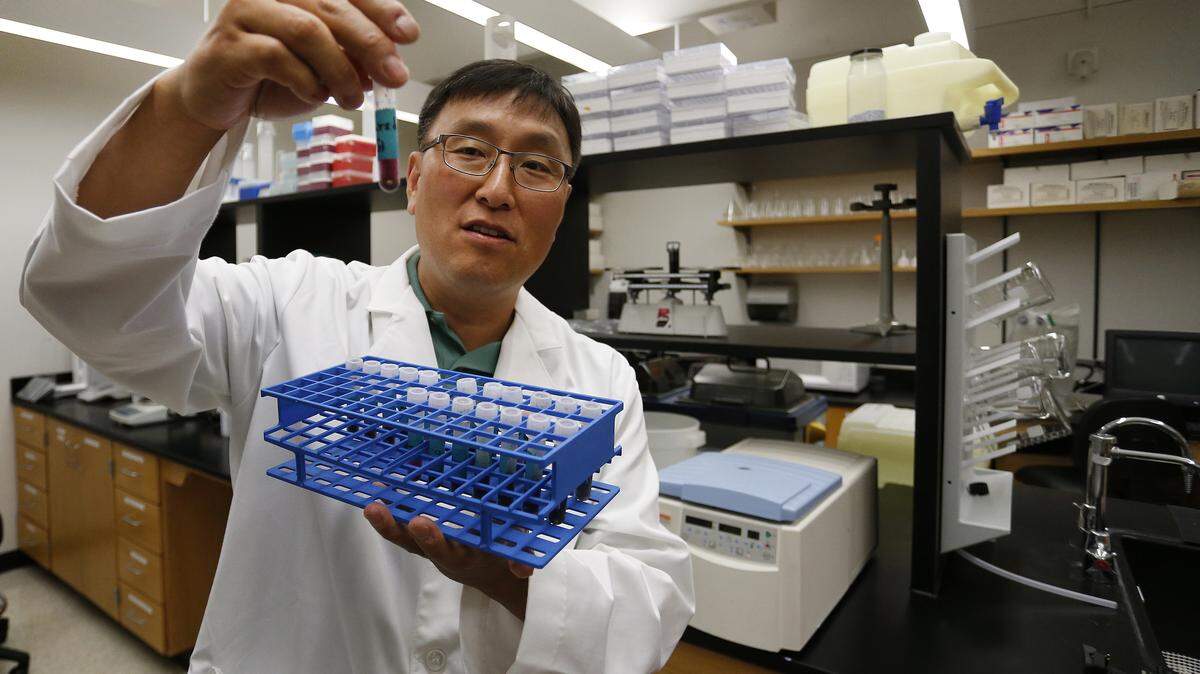 Dr. Joon Lee holds processed mosquitos in a tube in his lab at the UNT Health Science Center during West Nile season on June 17, 2014 in Fort Worth, Texas. For now, Lee doesn't believe the latest mosquito-borne virus, Zika, will get established in North Texas. (Paul Moseley/Fort Worth Star-Telegram/TNS)