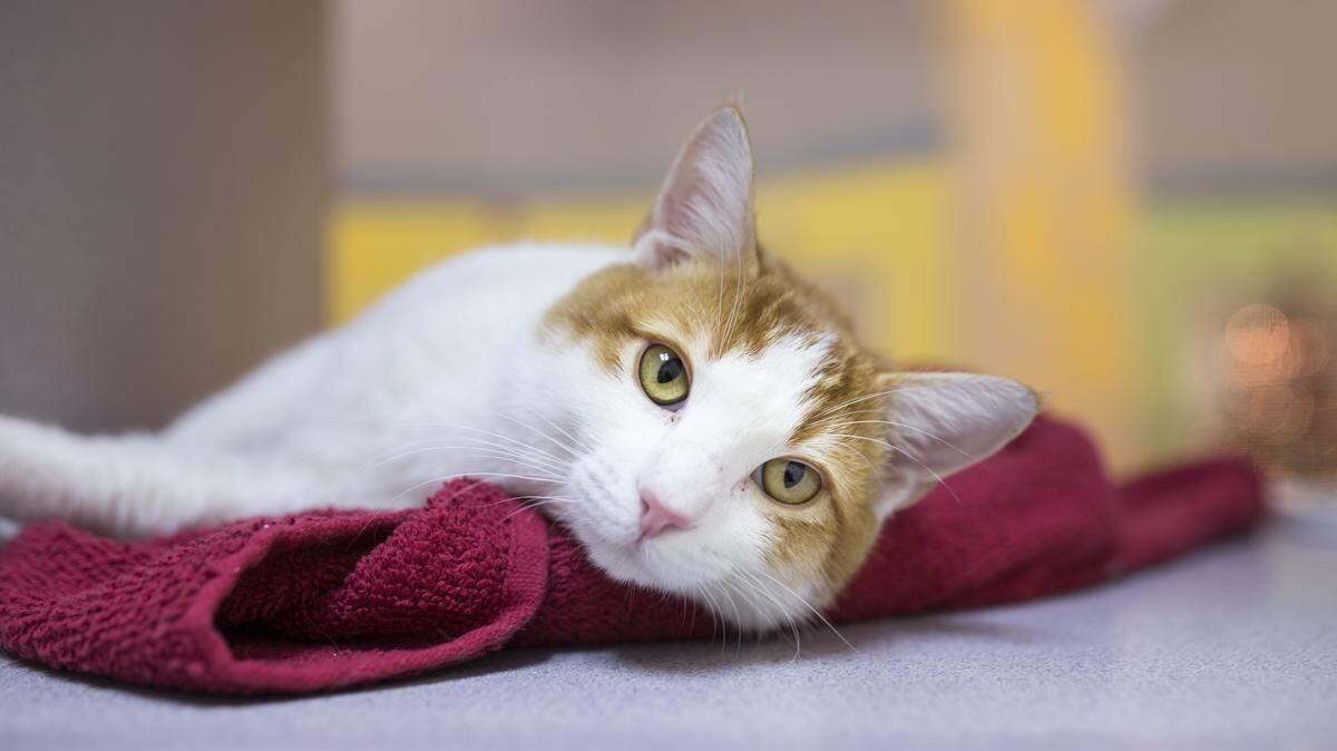 Lenix, a 3-year-old domestic short hair/mix male cat, is the featured pet of the week for the Humane Society of South Mississippi, 2615 U.S. 49, Gulfport. For details about adopting a pet, call 863-3354 or check out hssm.org. All animals adopted through HSSM are spayed/neutered, given shots and are microchipped. Other pets are also available at the Hancock County Animal Shelter, 7175 Texas Flat Road, Kiln, 466-4516, or the Jackson County Animal Shelter, 4400 Audubon Drive, Gautier, 497-6350. Contact each shelter for adoption fees.