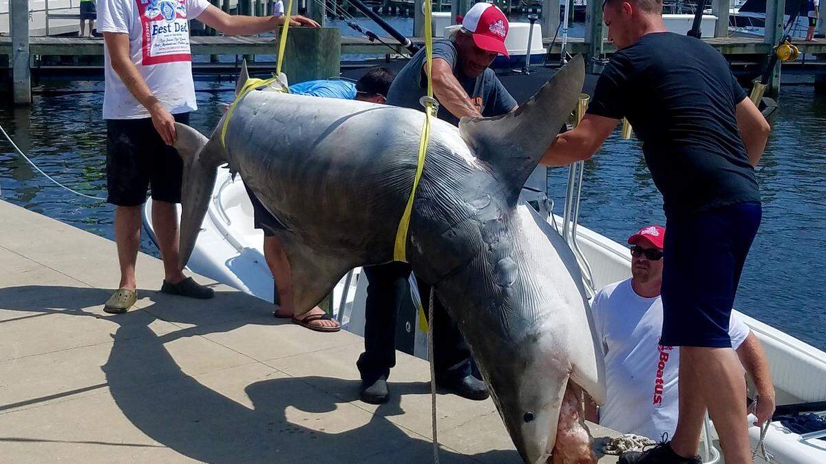 Tournament workers raise a pending new Mississippi state record tiger shark caught by Michael Garrett of Ocean Springs on Saturday at the Mississippi Deep Sea Fishing Rodeo.