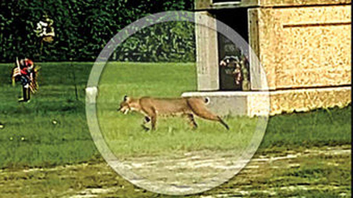 Bobcats have been spotted near Webb St., Chantilly Terrace and Old Alcan Cable.