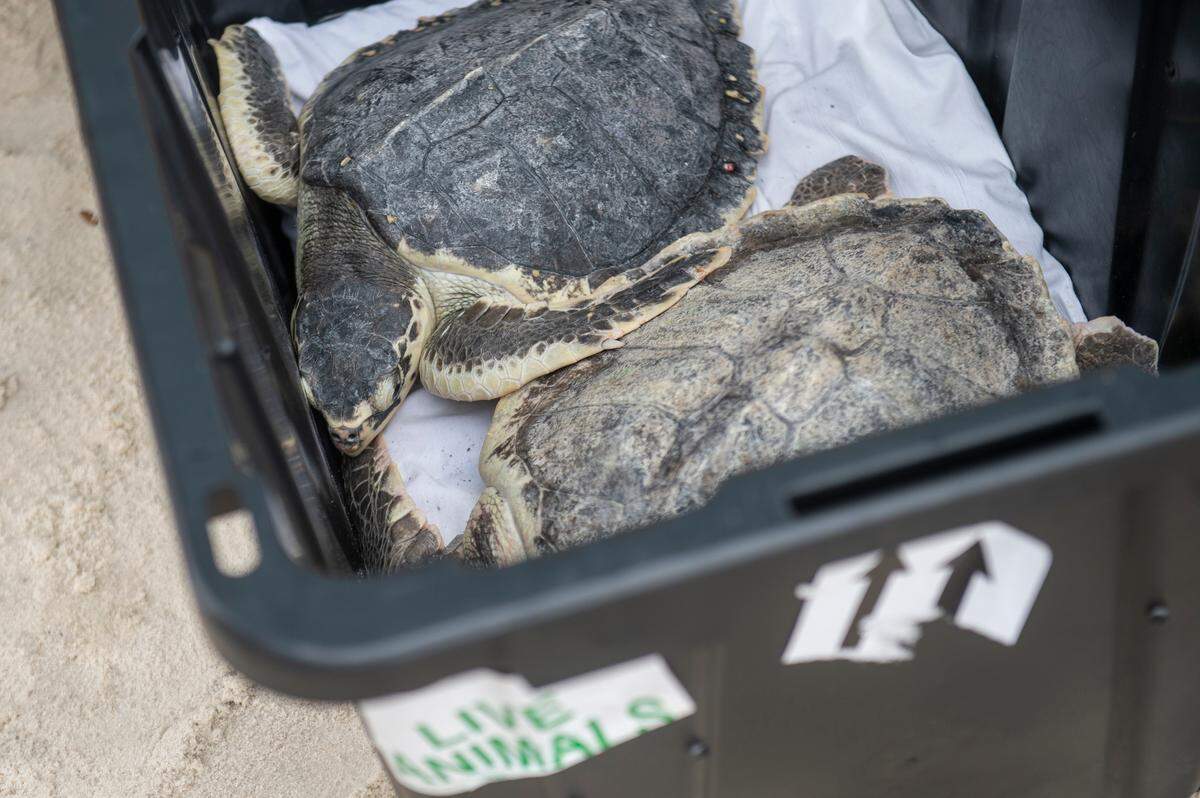 Kemp’s Ridley sea turtles wait to be released into the Mississippi Sound on Thursday, April 18, 2024, after rehabilitation. This year the Mississippi Aquarium rehabilitated 40 cold stunned Kemp’s Ridley sea turtles.
