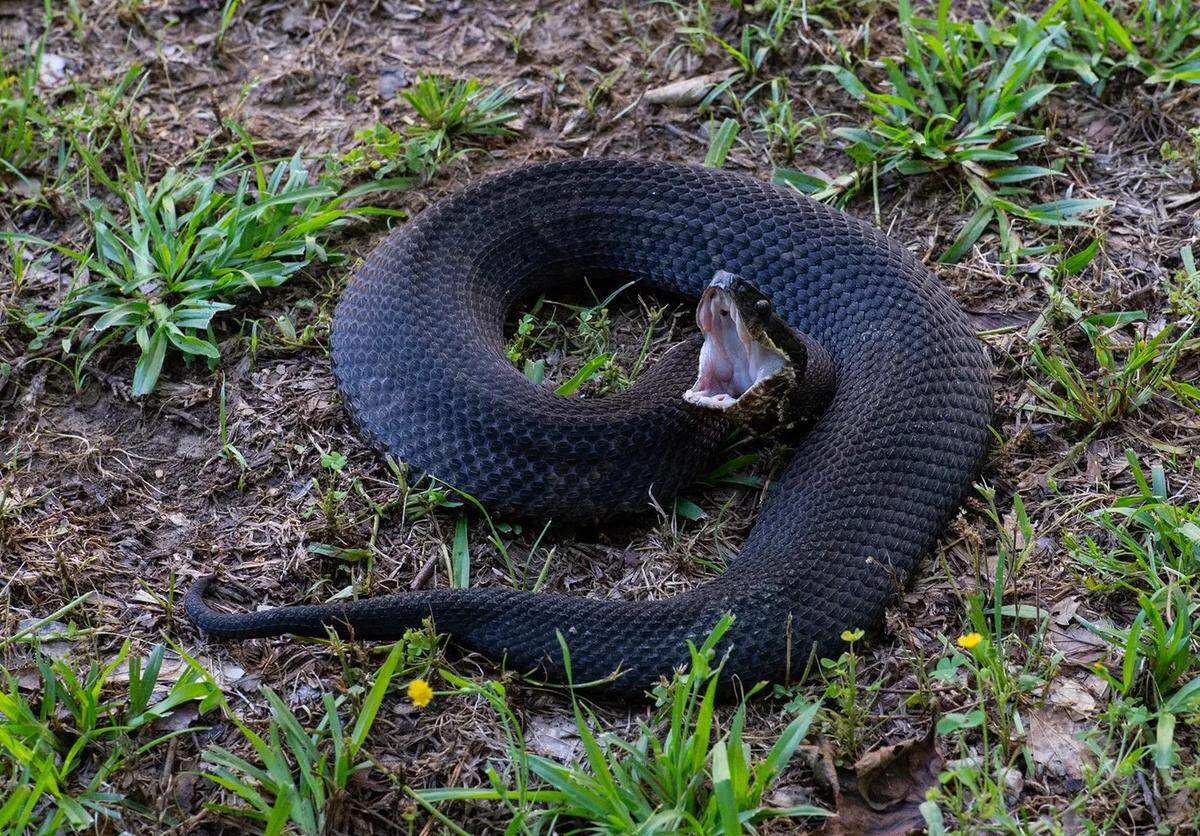 Cottonmouth snakes get their name from the warning maw they flash when threatened.