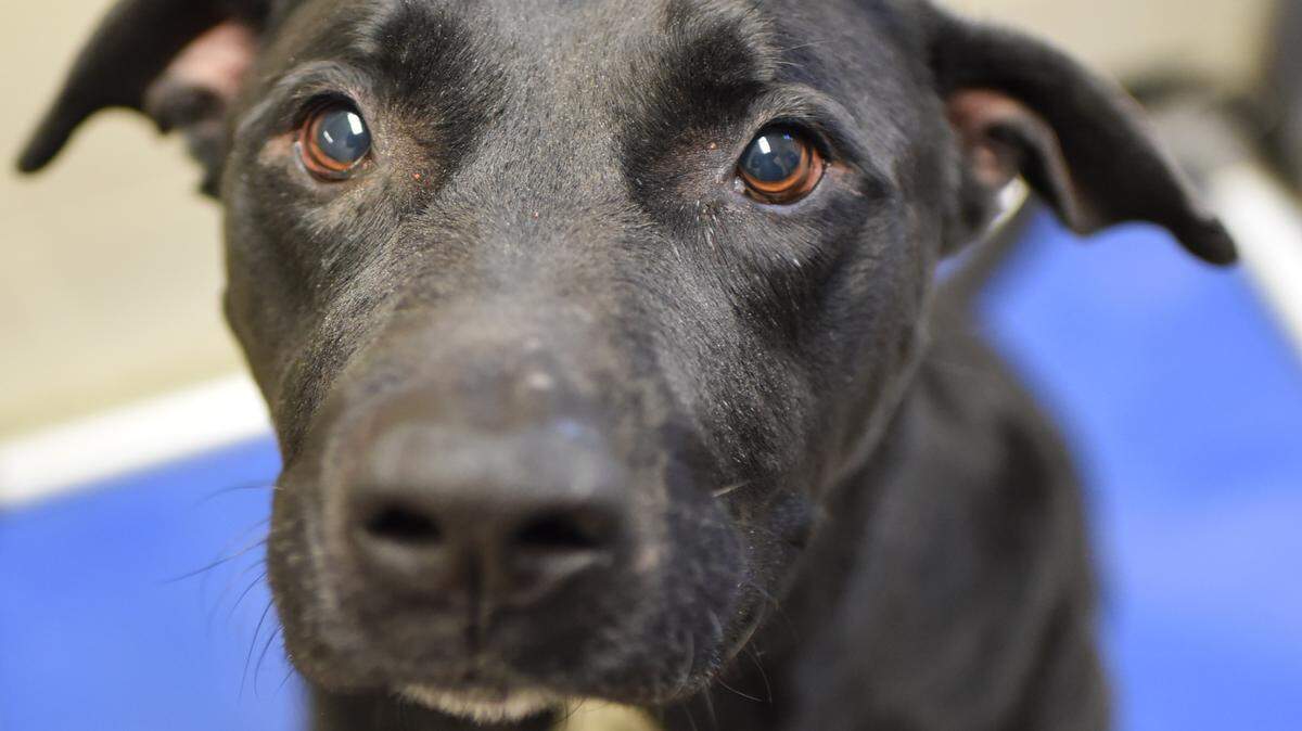 Harley (30817502), a 6-year-old neutered male Labrador retriever mix, is the featured pet of the week for the Humane Society of South Mississippi, 2615 U.S. 49, Gulfport. For details about adopting a pet, call 863-3354 or check out hssm.org. All animals adopted through HSSM are spayed/neutered, given shots and are microchipped. Other pets are also available at the Hancock County Animal Shelter, 7175 Texas Flat Road, Kiln, 466-4516, or the Jackson County Animal Shelter, 4400 Audubon Drive, Gautier, 497-6350. Contact each shelter for adoption fees.