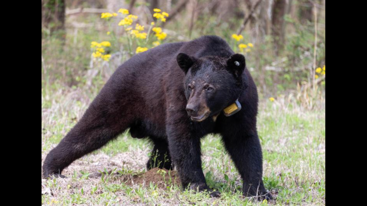 Black bears are beginning to emerge from their winter dens in Mississippi.
