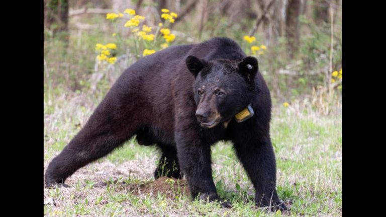 If you cross paths with a black bear in MS while walking your dog, follow these tips to stay safe