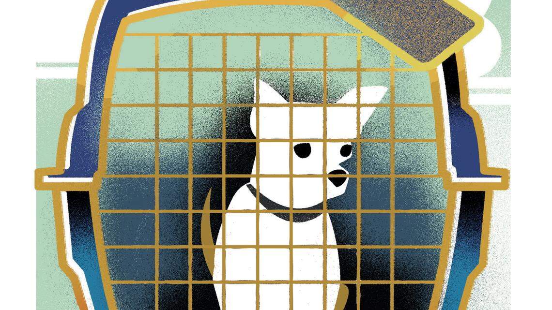 Keep your dog safe while traveling 