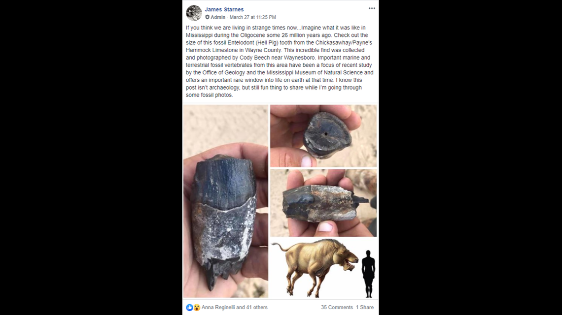 This fossil hell pig tooth was found in limestone in Wayne County, Mississippi, last fall.