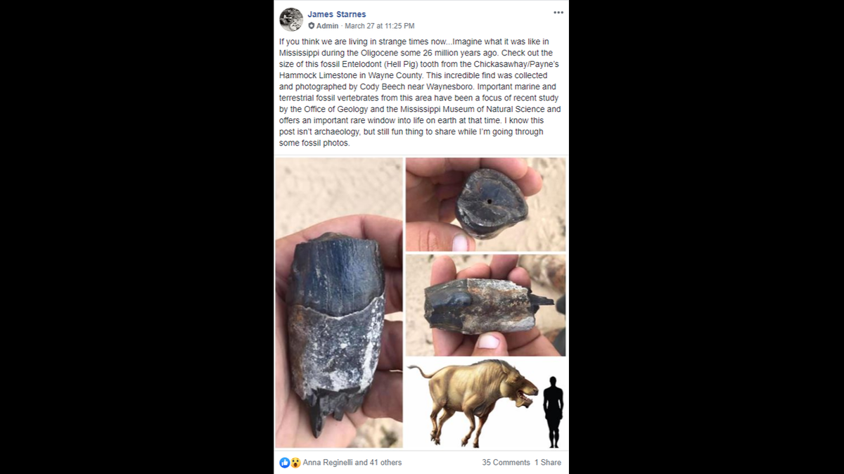 This fossil hell pig tooth was found in limestone in Wayne County, Mississippi, last fall.