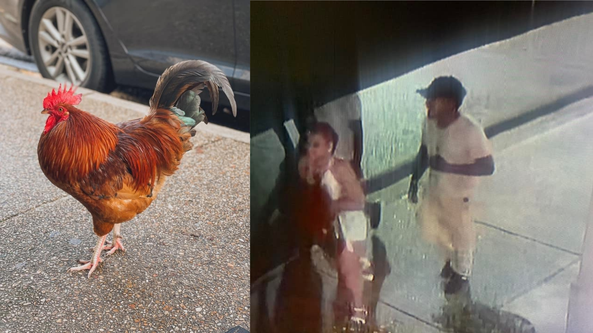 The downtown Ocean Springs community is looking for answers after Carl Jr., a beloved rooster who roamed and lived off Government Street, was taken and reportedly killed.