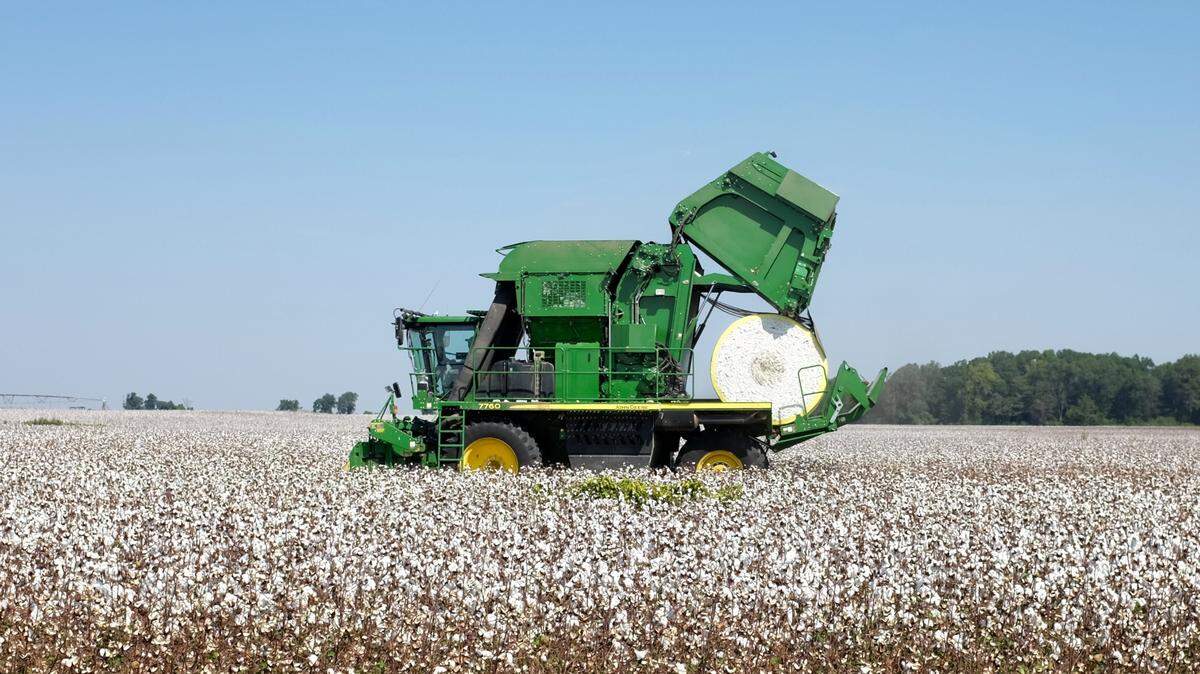 A cotton harvesting machine works off Old Highway 61 in northern Mississippi. Negative market forces are heavily impacting Mississippi cotton producers, and the cost of harvesting equipment can total millions of dollars.