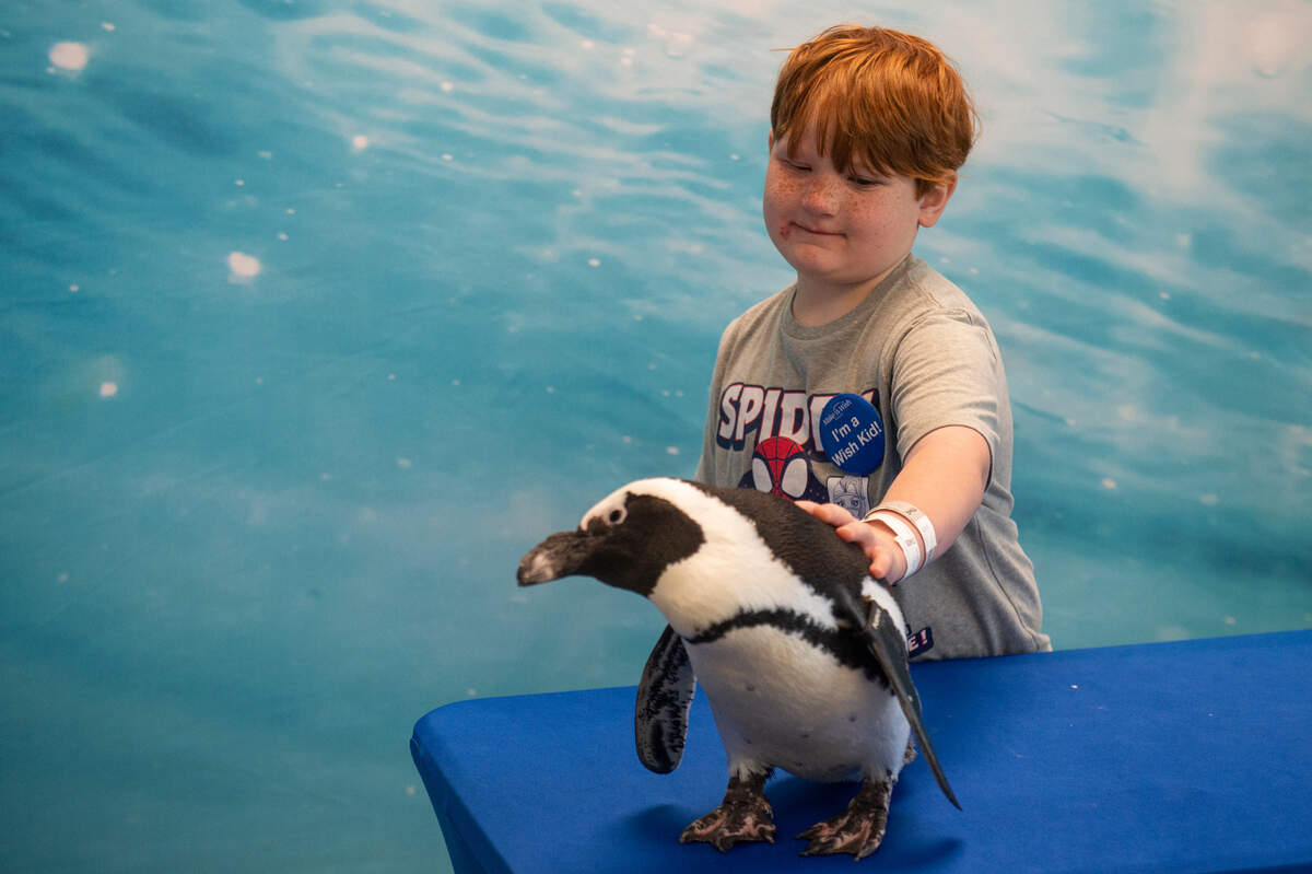 Weston Brown, 6, of Ellisville, pets a penguin named Pumpkin during a special tour at the Mississippi Aquarium in Gulfport on Wednesday, March 20, 2024, as a part of his Make-A-Wish trip to the Mississippi Coast. Weston, who is in remission from cancer, chose to come to the coast because he had never been to the ocean before and loves to fish.