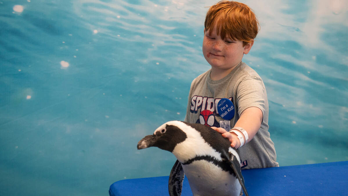 Weston Brown, 6, of Ellisville, pets a penguin named Pumpkin during a special tour at the Mississippi Aquarium in Gulfport on Wednesday, March 20, 2024, as a part of his Make-A-Wish trip to the Mississippi Coast. Weston, who is in remission from cancer, chose to come to the coast because he had never been to the ocean before and loves to fish.