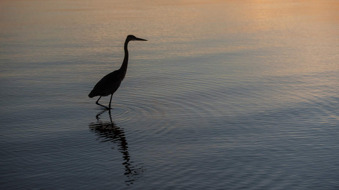 A dolphin washed up on Coast beach. What she may reveal about Gulf ecosystems.