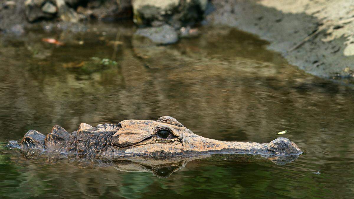 WILLIAM COLGIN/SPECIAL TO THE SUN HERALD Alligator season in Mississippi starts on Aug. 26.