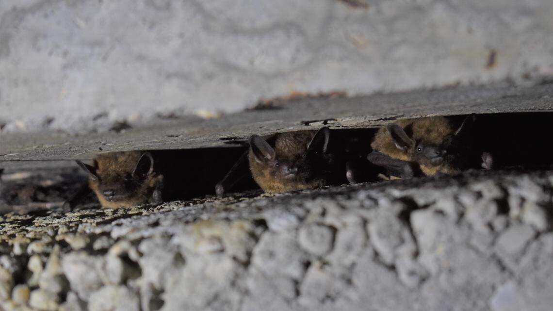 Nationally, bats are in trouble. Can South Mississippi help save the mosquito-eaters?