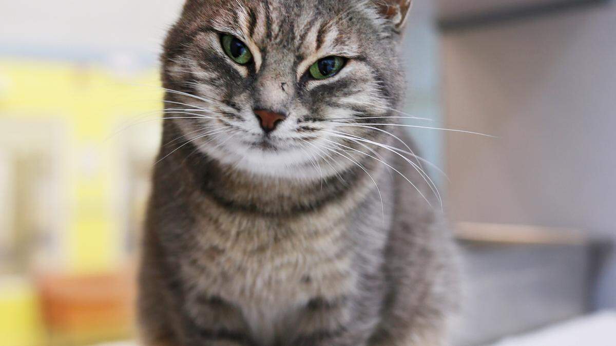 Snoball, a 3-year-old female, medium gray short-hair domestic cat, is the featured pet of the week for the Humane Society of South Mississippi, 2615 U.S. 49, Gulfport. For details about adopting a pet, call 863-3354 or check out hssm.org. All animals adopted through HSSM are spayed/neutered, given shots and are microchipped. Other pets are also available at the Hancock County Animal Shelter, 7175 Texas Flat Road, Kiln, 466-4516, or the Jackson County Animal Shelter, 4400 Audubon Drive, Gautier, 497-6350. Contact each shelter for adoption fees.