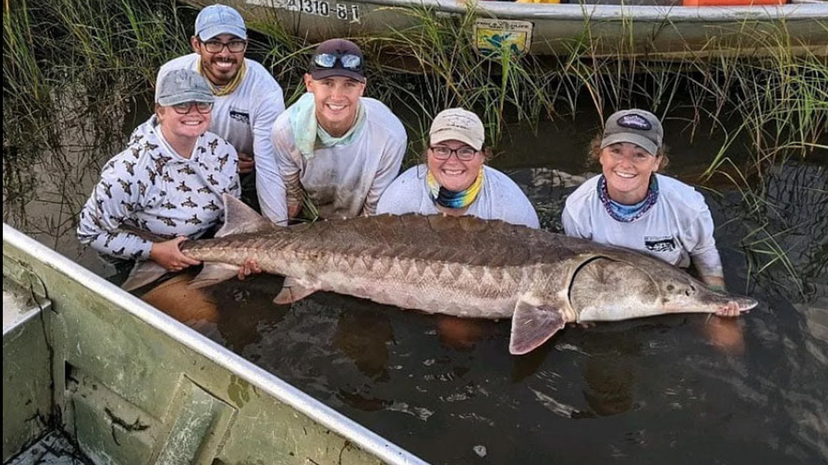 This photo is not of the same fish that traveled 200 miles. Gulf sturgeon are endangered in Mississippi and there are multiple studies in progress on the Pearl River to help revive the species.