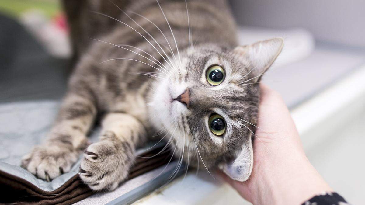 Bubbles (30866713), a 3-year-old female domestic shorthair mix, is the featured pet of the week for the Humane Society of South Mississippi, 2615 U.S. 49, Gulfport. For details about adopting a pet, call 863-3354 or check out hssm.org. All animals adopted through HSSM are spayed/neutered, given shots and are microchipped. Other pets are also available at the Hancock County Animal Shelter, 7175 Texas Flat Road, Kiln, 466-4516, or the Jackson County Animal Shelter, 4400 Audubon Drive, Gautier, 497-6350. Contact each shelter for adoption fees.