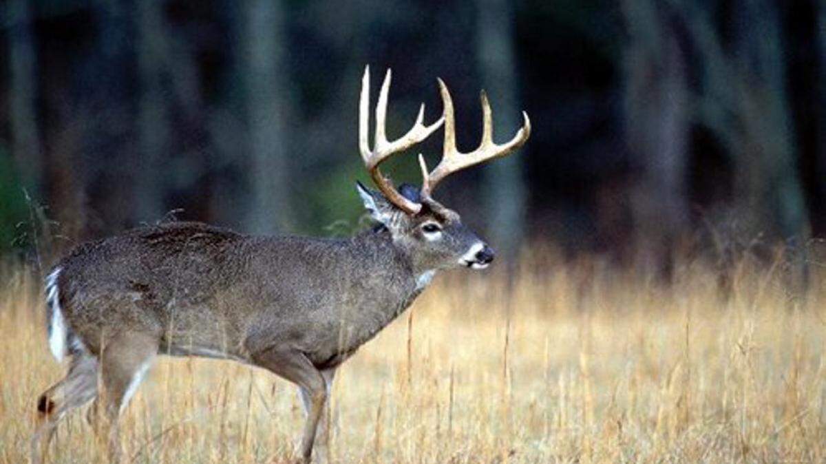 SUN HERALD FILE 
 Primitive weapon deer season started this week.