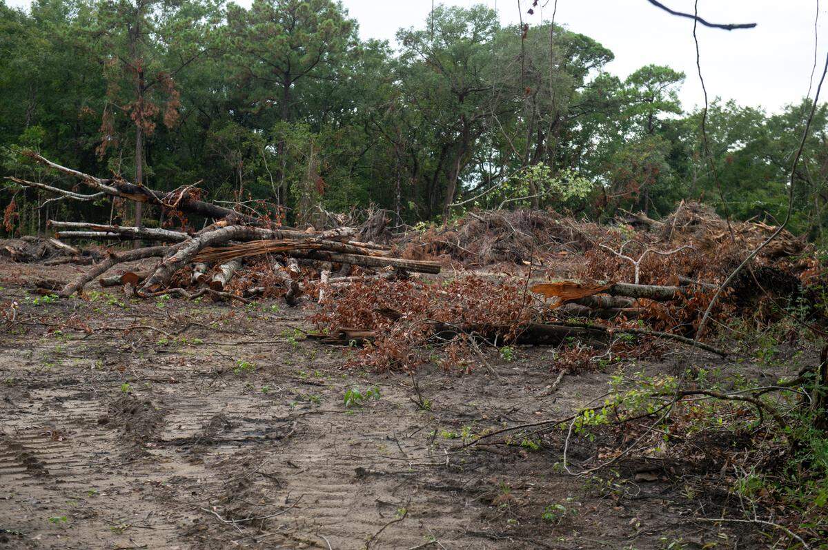 Piles of torn down trees and other plant debris sit in piles on a construction site near Talla Pointe on Friday, Aug. 30, 2024.
