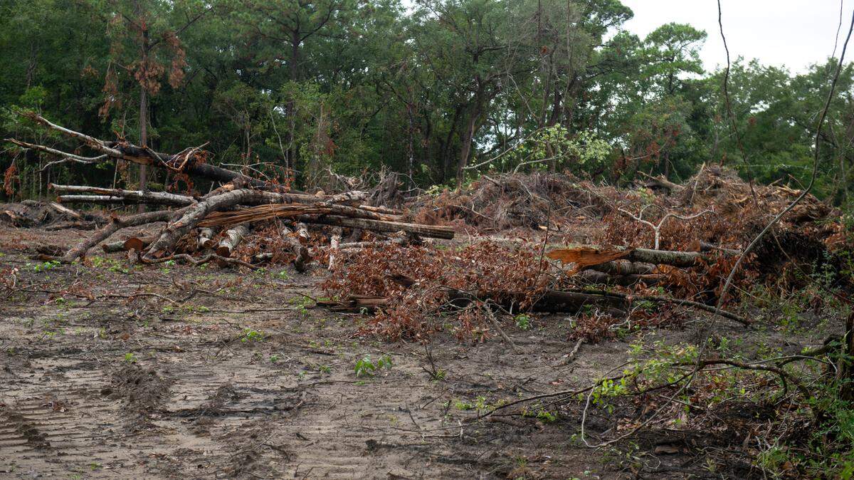 Piles of torn down trees and other plant debris sit in piles on a construction site near Talla Pointe on Friday, Aug. 30, 2024.