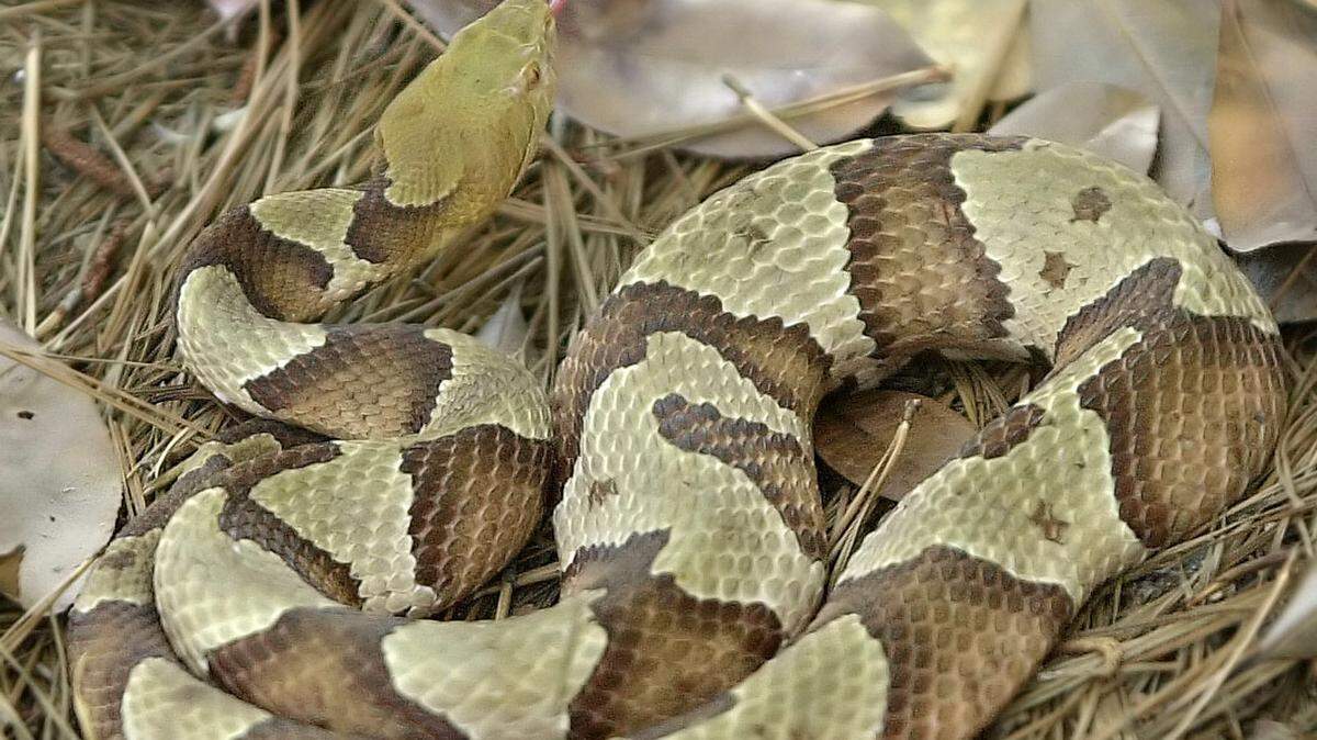 Copperhead snake