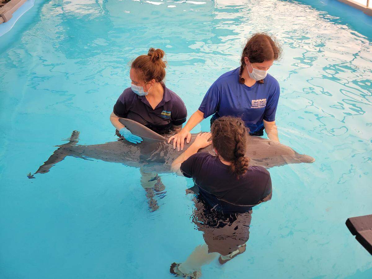 Staff at the Institute for Marine Mammal Studies in Gulfport is providing around-the-clock care for the dolphin because it cannot orient itself or breathe on its own.
