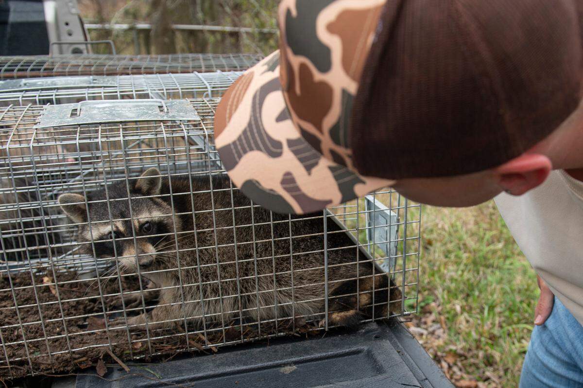 Joshua Holland looks at a raccoon he trapped at a property in Bay St. Louis on Friday, Feb. 24, 2023. Holland, who volunteers with Wild At Heart Rescue, raised money to vaccinate raccoons against a deadly disease called distemper.